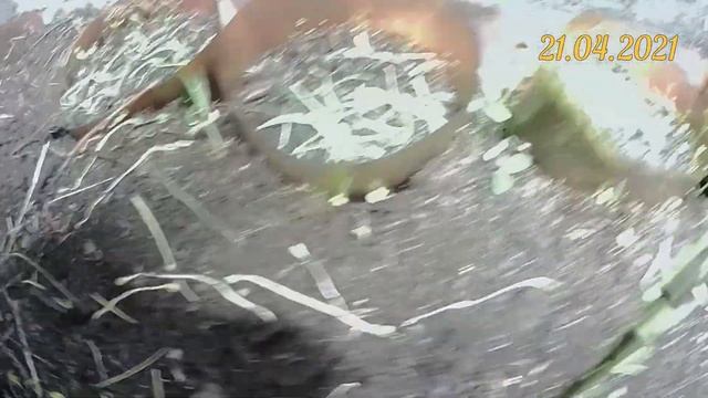 БиоВегетарий в помещении под LED светом ВИДЕО 6. Царство грибов. Симбиоз растений и грибов смотреть онлайн