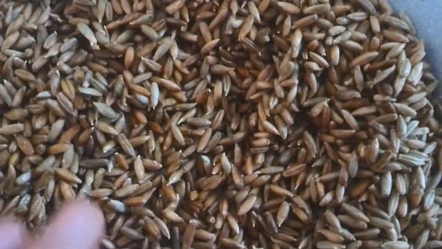 Проращивание ржи 005 смотреть онлайн