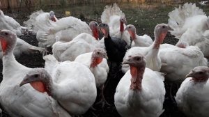 Индюки кросс Hibrid Grade Maker. Условия содержания. Чем пропаиваем. Чем кормим.