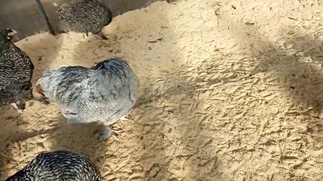 Зимнее содержание кур в теплице. смотреть онлайн