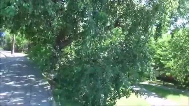 О Варшавском Зоопарке About Warsaw ZOO смотреть онлайн