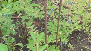 2022 Отзыв о питомнике Бакчарское. Ч. 2 (саженцы жимолости через полгода)