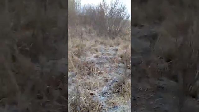 Как искать рога Лося в начале зимы смотреть онлайн