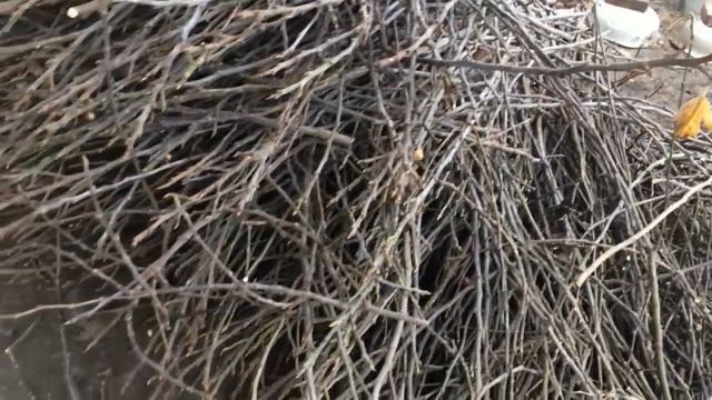 Инжир - Пилотный Проект, чтобы Изменить МНОГОЕ!!))) обрезка, укрытие инжира - не интересно!!)) смотреть онлайн