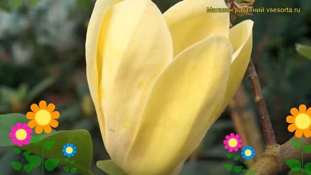 Магнолия бруклинская Еллоу Берд. Краткий обзор, описание magnolia x brooklynensis Yellow Bird смотреть онлайн