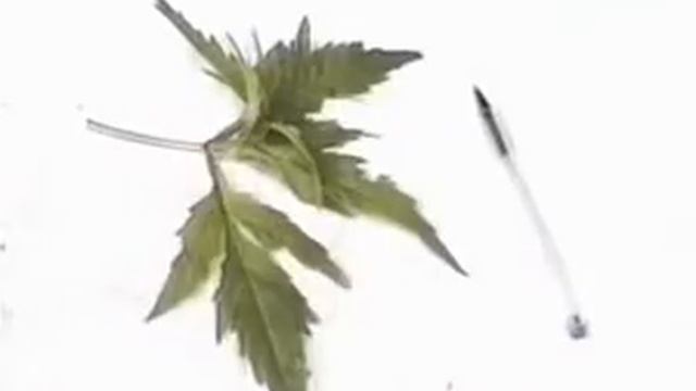 Смородина черная,лечебные свойства смотреть онлайн