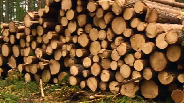 Вырубка леса в бухте Моторная, Приозерский район смотреть онлайн