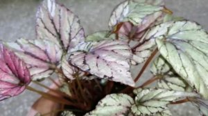 Бегония рекс Хью Маклахлан