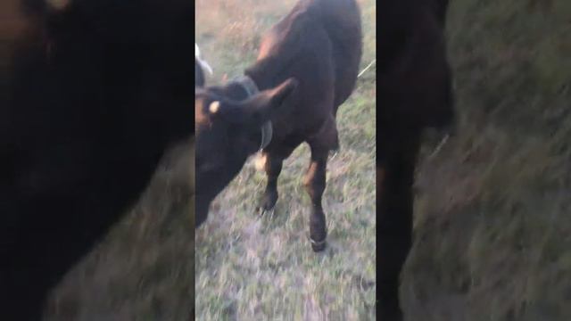 Наши Ненецкие лайки - Воркута, Ухта, Нарьянмар и Сэроко