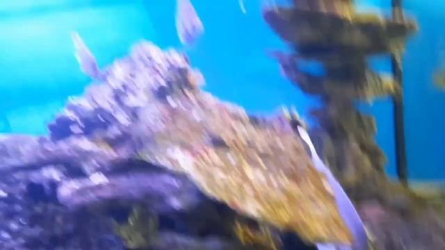 3-4 день! зоопарк самый большой в Питере! влог 3! смотреть онлайн