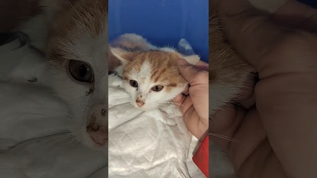 котик,3 месяца. оторван хвостик. требуется удаление. смотреть онлайн