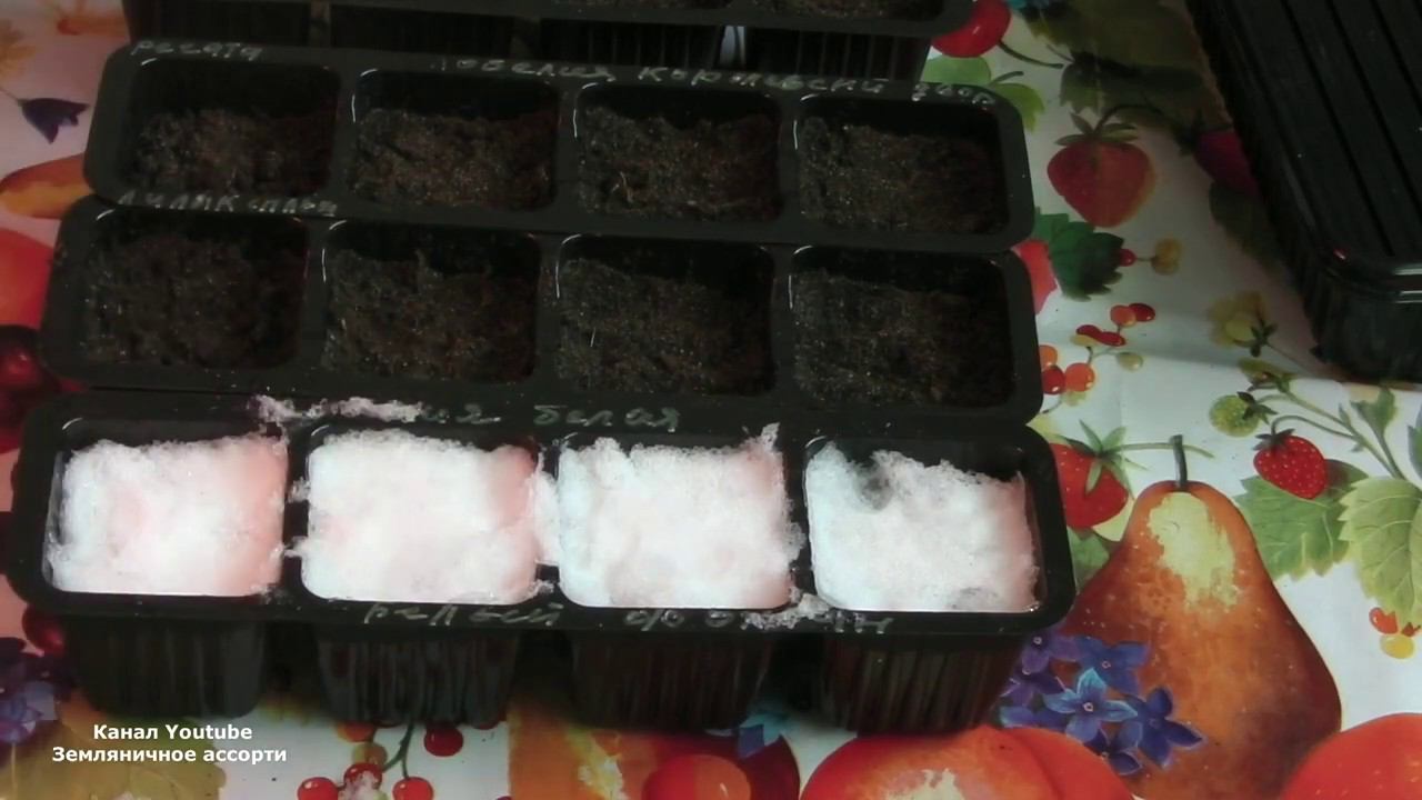 ОСОБЕННОСТИ ВЫРАЩИВАНИЯ ЛОБЕЛИИ , БРАХИКОМЫ БЕЗ ПИКИРОВКИ смотреть онлайн