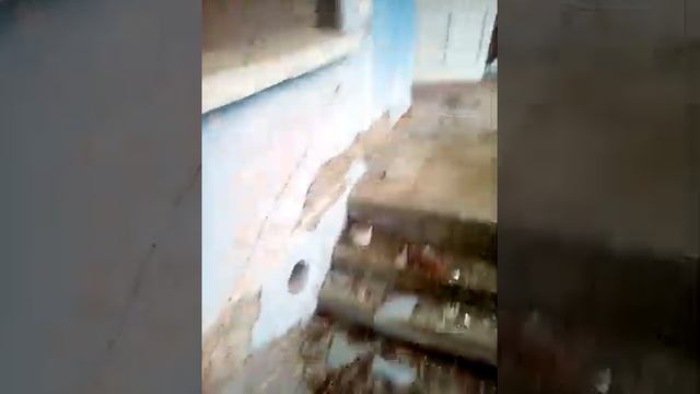 В поисках цветущих папоротников (Сочи, с. Глубокая щель) смотреть онлайн