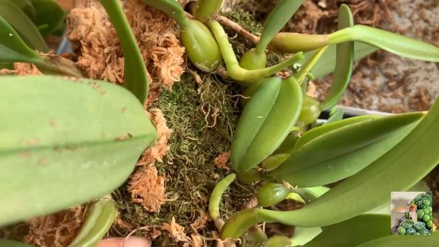 Видео-пересадка. Сажаем бульбофилум на блок. Орхидея на блоке. смотреть онлайн