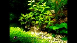 Людвигии в Аквариуме, как их укоренить. Аквариумные растения.