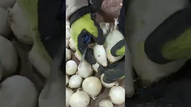 Белый Лук репчатый смотреть онлайн