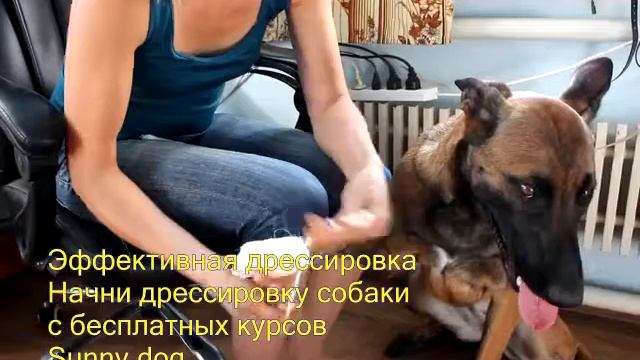 Собака порезала лапу, что делать Как бинтовать собаке лапу правильно смотреть онлайн