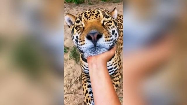 Забавные животные № 4 смотреть онлайн