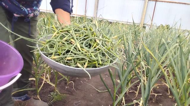 Подкормили помидоры/ Сделала чесночное масло смотреть онлайн