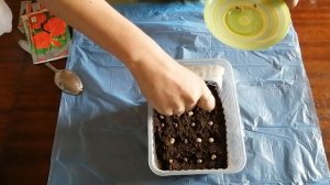 Посев семян Настурции