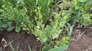 Ярутка полевая, пастушья сумка лекарственая травка для женщин.