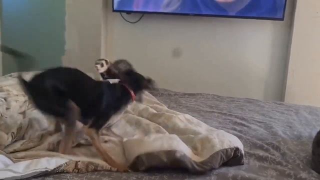 Утренние скачки! Баба Сехмет не довольна. смотреть онлайн