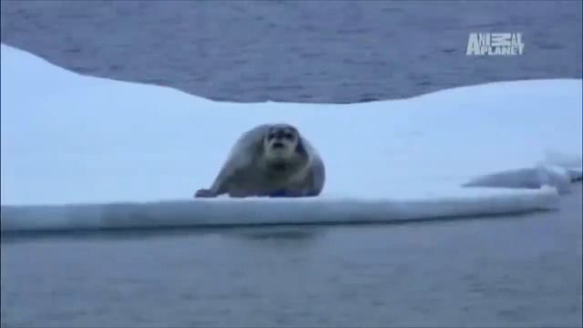 SEALS WITH GUNS??? Clean Try Not To Laugh [Part 2] смотреть онлайн