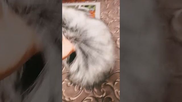 Такой хвост отрастил Моя кошка смотреть онлайн