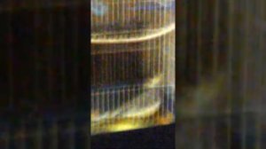 Попугай Корелла поёт и пищит