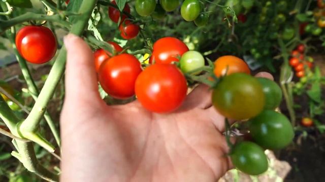 Лучшие сорта томатов этого года. Томат черри Сакура. смотреть онлайн