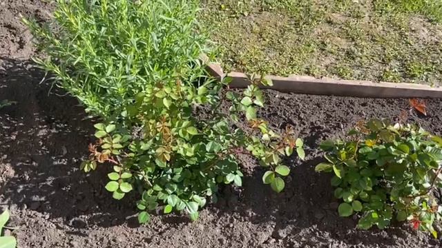 Загородная жизнь. Сад и огород