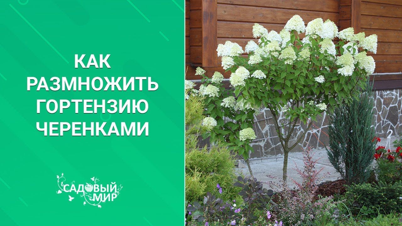 Как размножить гортензию черенками смотреть онлайн