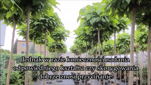 Catalpa bignonioides Nana-Surmia bignoniowa Katalpa: Małe parasolowate drzewo do ogrodów смотреть онлайн