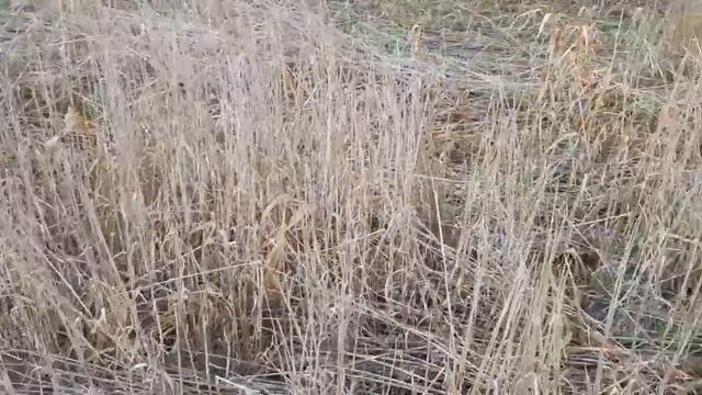 No-till 14.09.2018. Состояние покровных культур смотреть онлайн