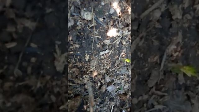 Радость！Роза Хай Меджик ОЖИЛА！ смотреть онлайн