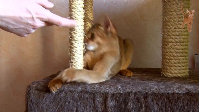 Котенок так заигрался, что в конце ролика... [kotopurrs] смотреть онлайн