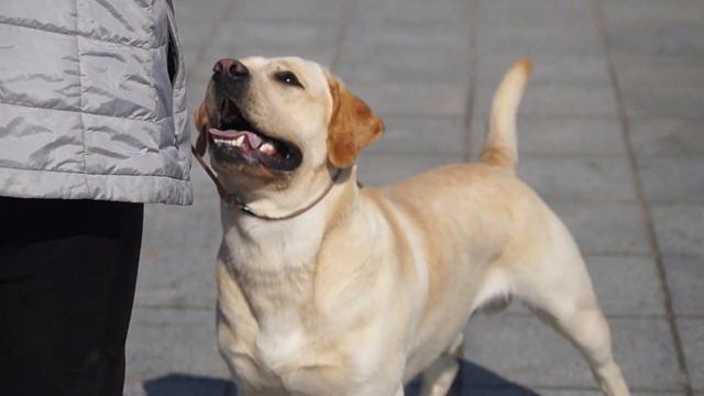 Зевс и Харли -Казань(наш родственник)...Белкин в раздумье....