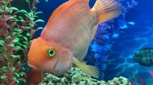 Красный трехгибридный попугай (Red Parrot Cichlid). Обзор. Особенности содержания и разведения.