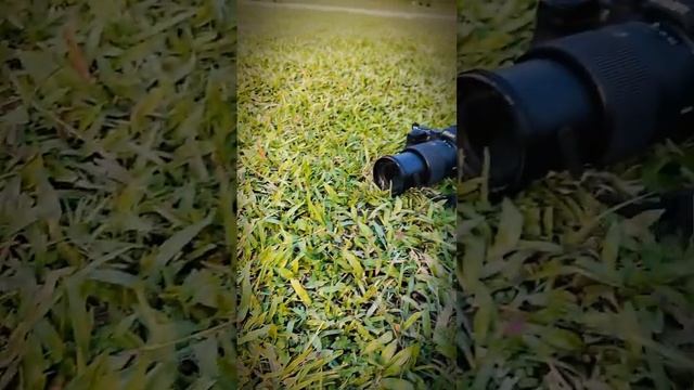 camera status Nikon Z50♥️? please support me ?♥️ смотреть онлайн