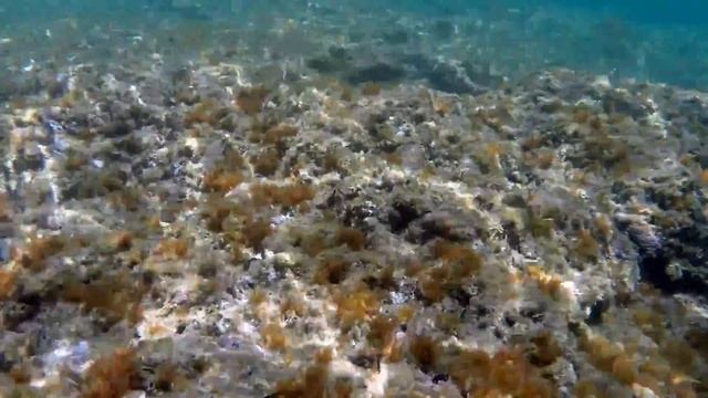 San Felice Circeo, PUNTA ROSSA snorkeling 2020 HD смотреть онлайн