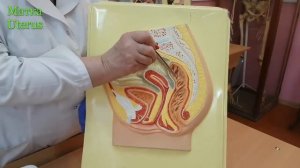 Матка женщины.