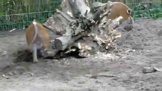 условия приближенные к живой природе смотреть онлайн