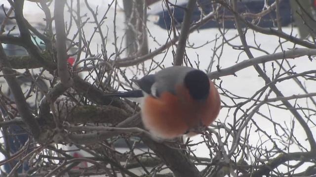 MVI 0539. Снегири в Гродно. смотреть онлайн