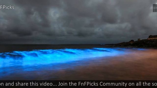 Sea Sparkle (Noctiluca scintillans) смотреть онлайн