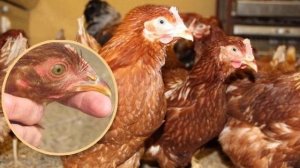 Как определить возраст курицы