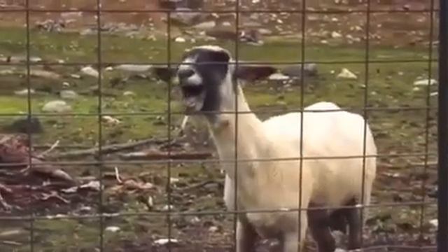 Мем козёл орёт смотреть онлайн