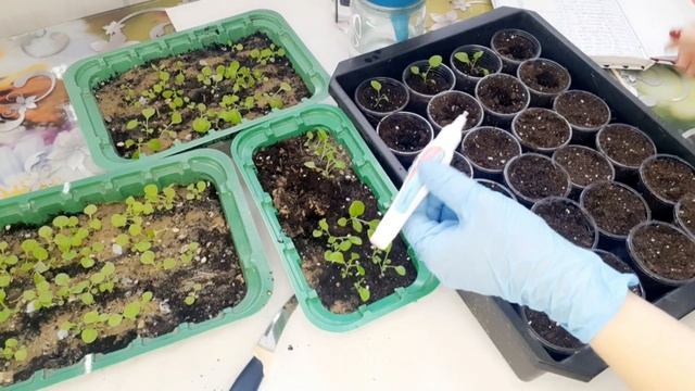 НА КАКОЙ СТАДИИ ПОРА ПИКИРОВАТЬ ПЕТУНИЮ. СЕЯНЦЫ ГОТОВЫ К НОВОМУ ОБЪЁМУ. ОБЯЗАТЕЛЬНАЯ ПИКИРОВКА. смотреть онлайн