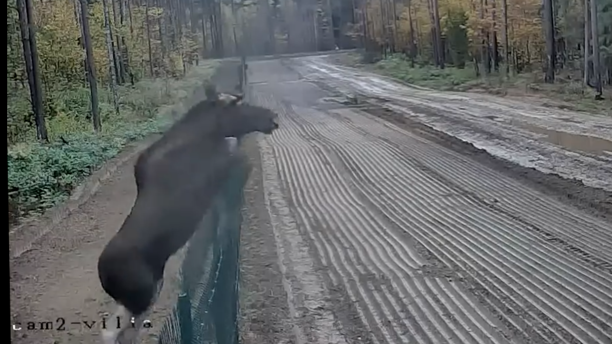 Белорусский лось без визы пересек границу с Литвой смотреть онлайн