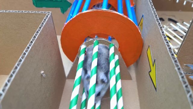 Epic Hamster Maze Part 2 ? Hamster escapes the awesome maze for Pets in real life ? смотреть онлайн