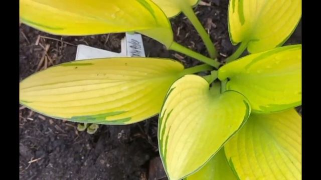 Хоста джун февер (hosta june fever) смотреть онлайн